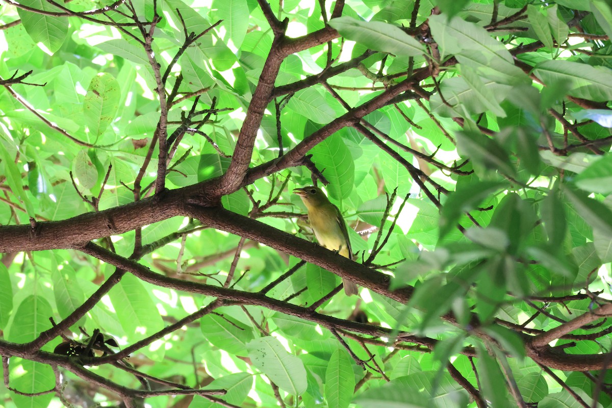 Summer Tanager - ML646093084