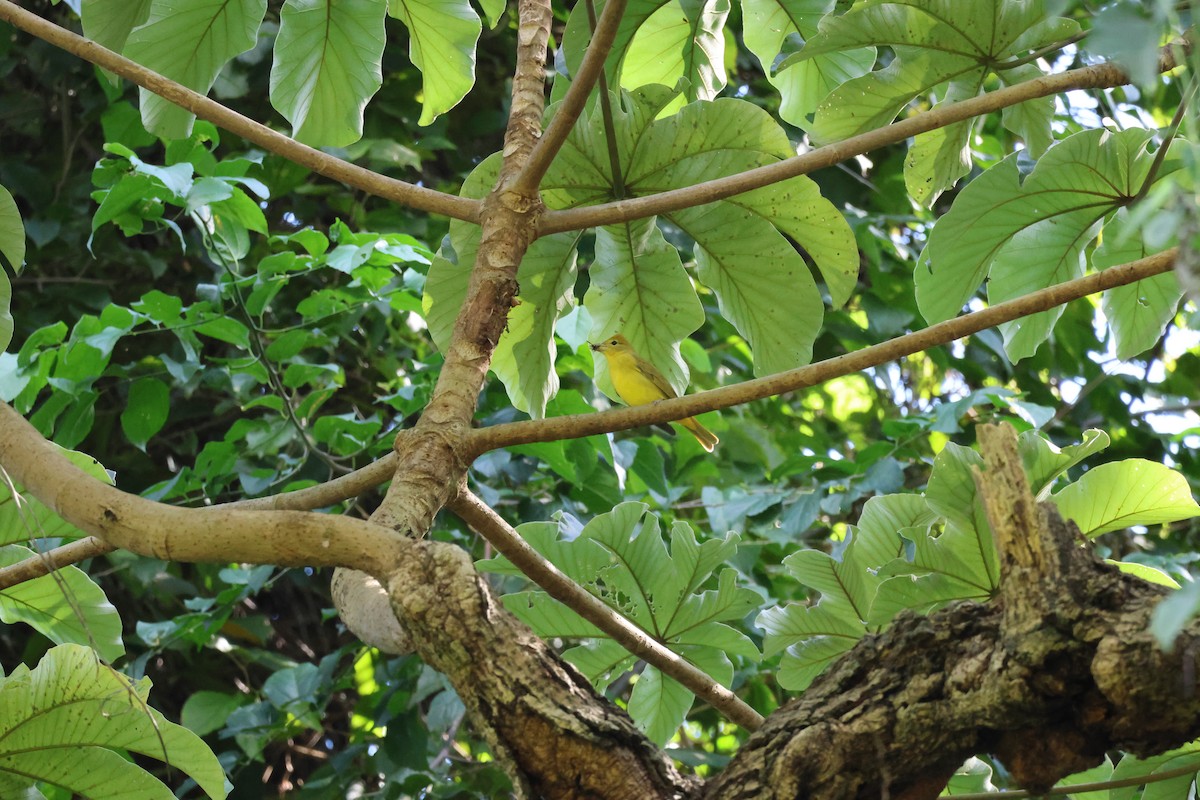 Summer Tanager - ML646093085