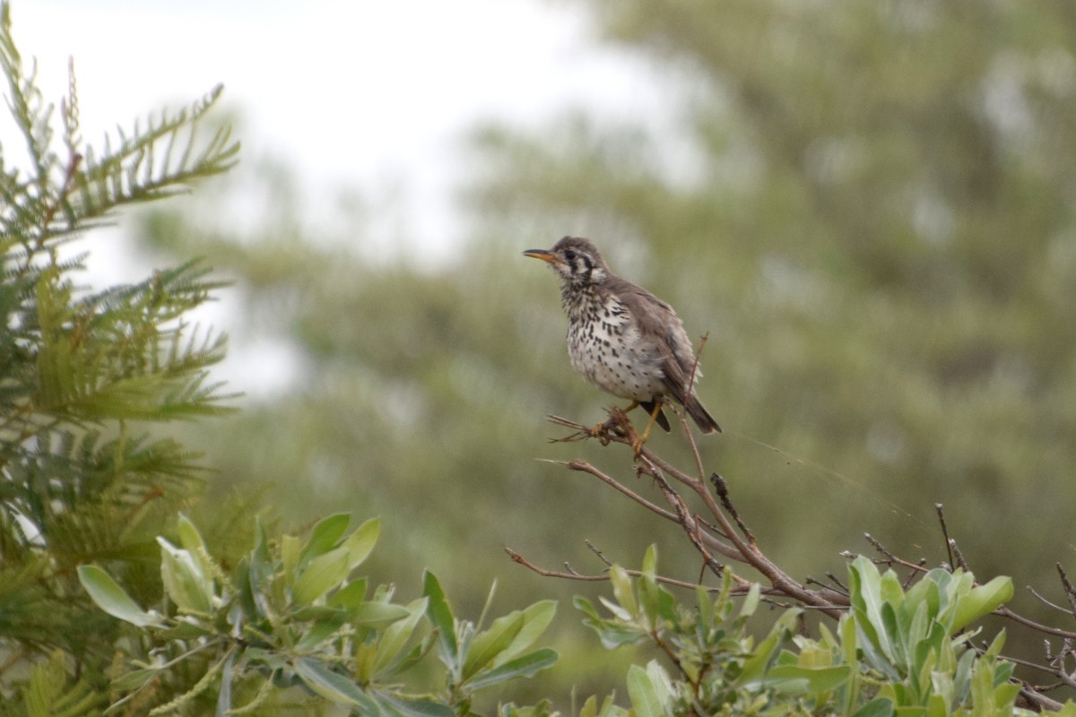 Groundscraper Thrush - ML646093086