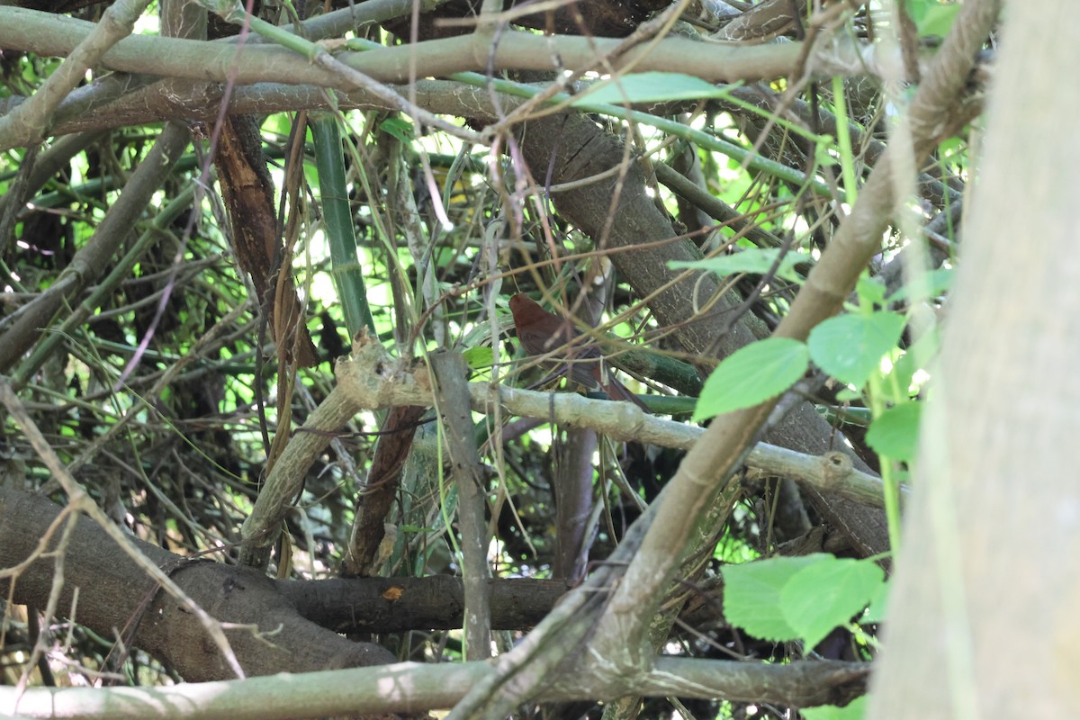 Red-throated Ant-Tanager - ML646093089