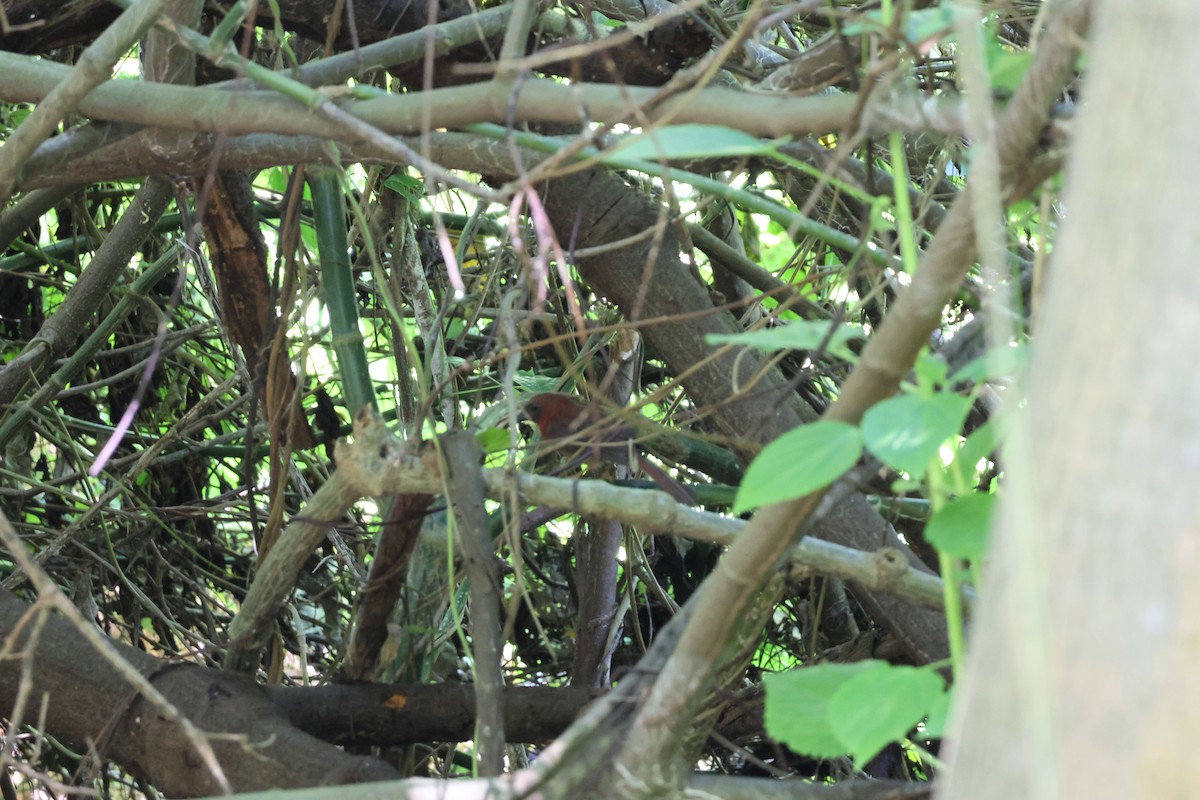 Red-throated Ant-Tanager - ML646093090