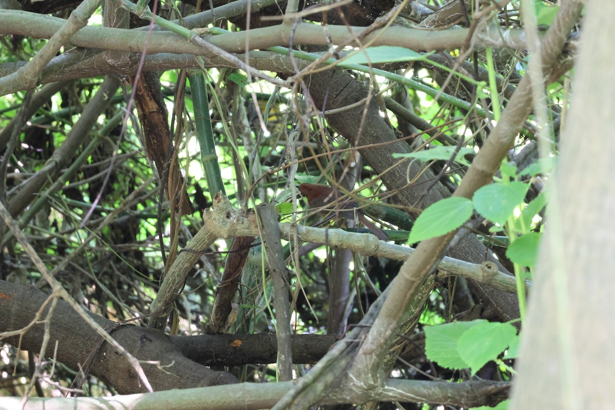 Red-throated Ant-Tanager - ML646093091