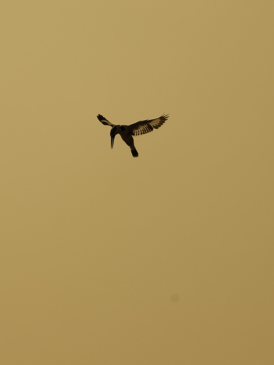 Pied Kingfisher - ML646093095