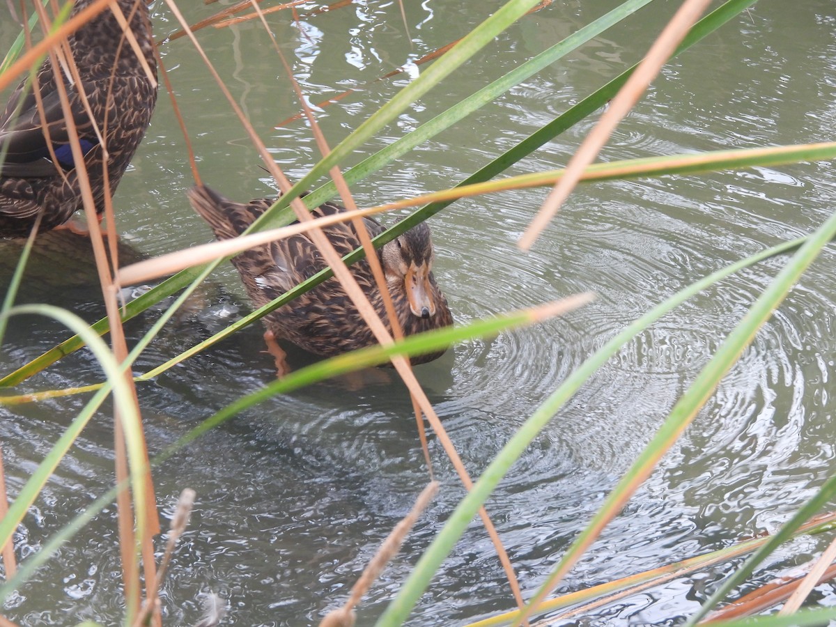 Ahate pikarta - ML646093096