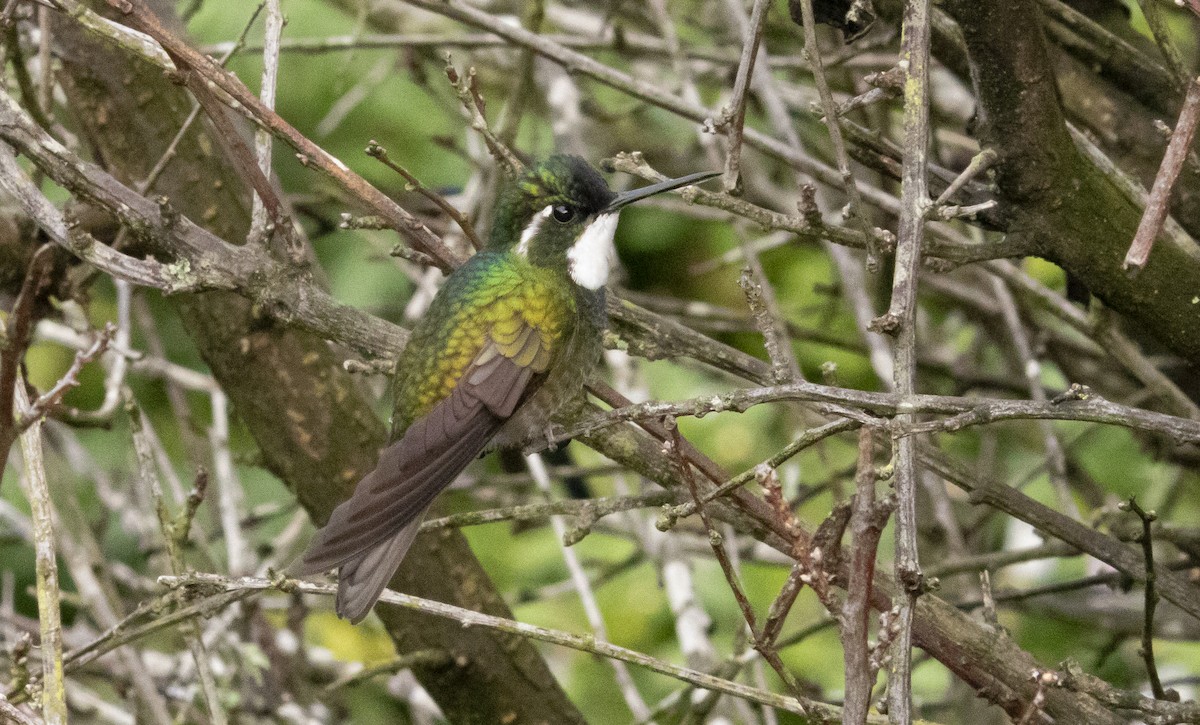 White-throated Mountain-gem - ML646093098