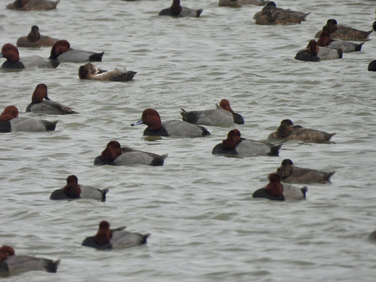 Murgilari burugorria - ML646093099