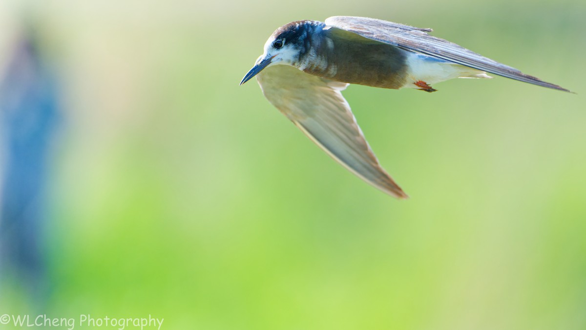 Itsas enara beltza - ML646093100