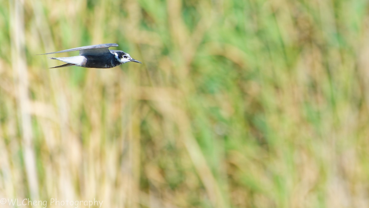 Itsas enara beltza - ML646093101