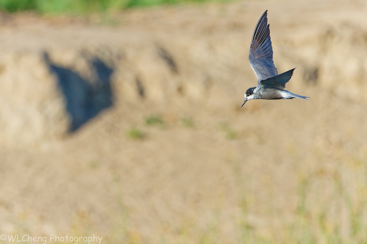 Itsas enara beltza - ML646093102