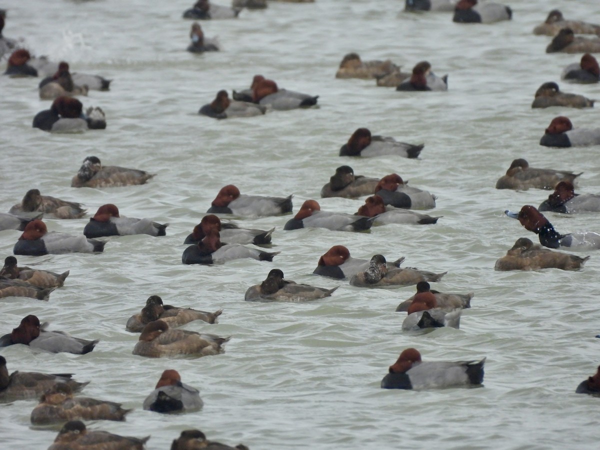 Murgilari burugorria - ML646093103