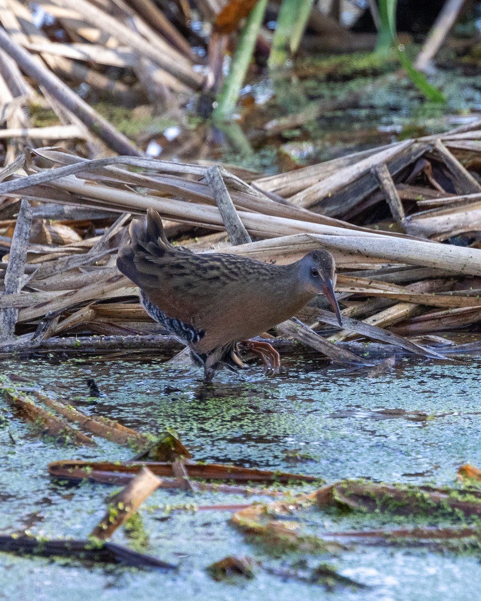 Uroilanda virginiarra - ML646093108