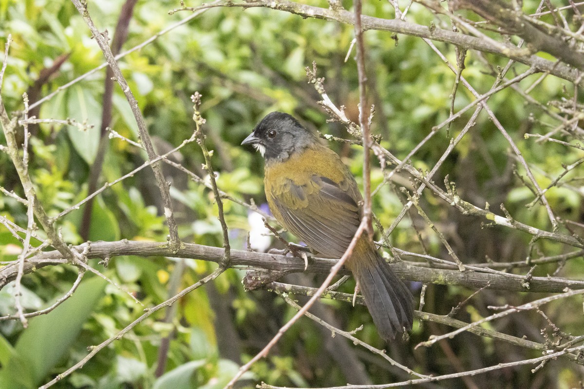 Large-footed Finch - ML646093109