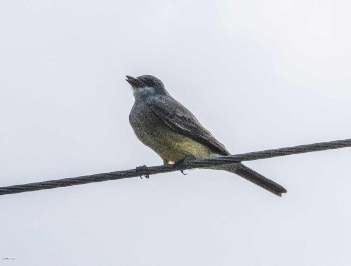 Cassin's Kingbird - ML646093110