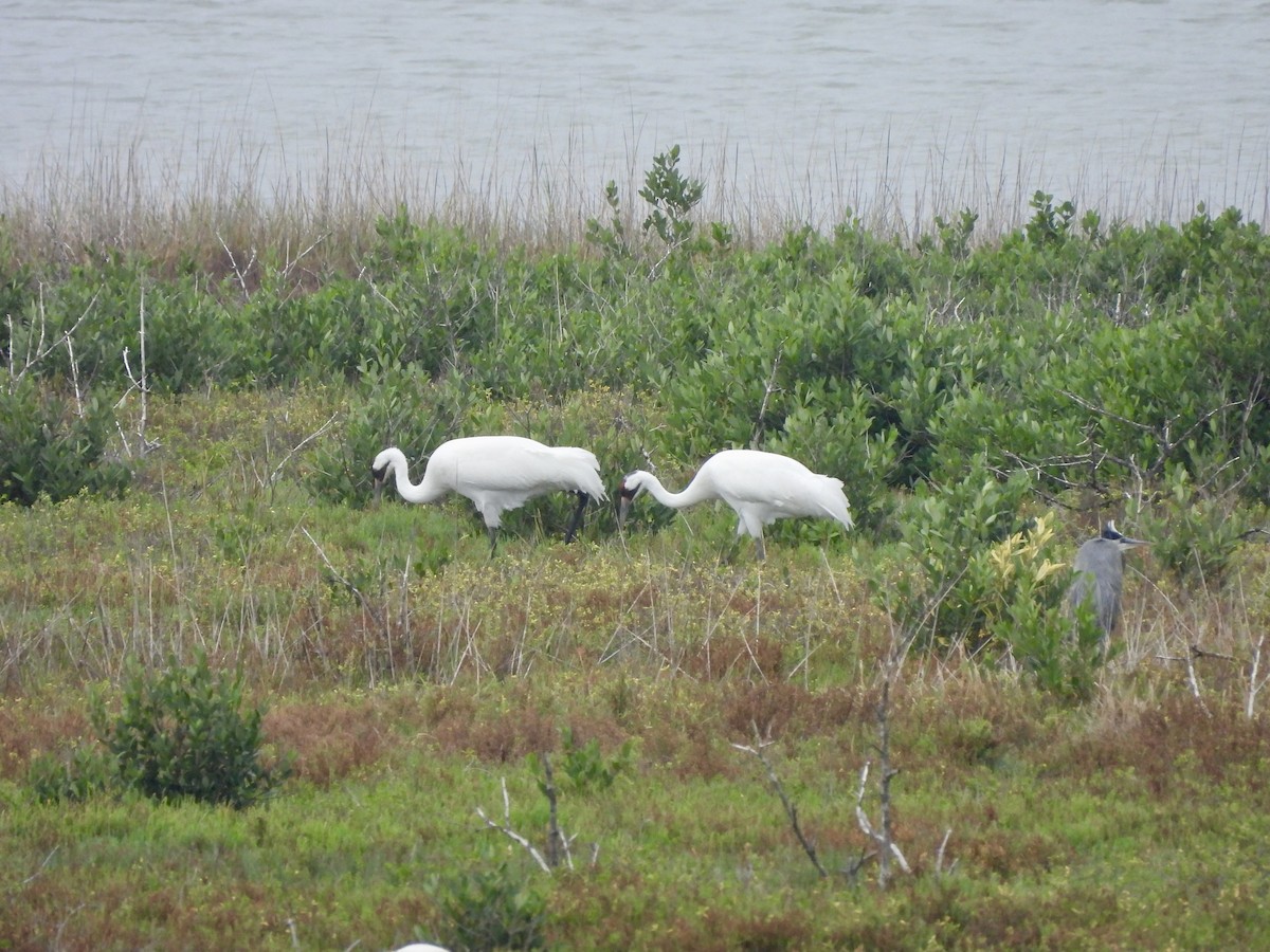 Kurrilo zuria - ML646093112