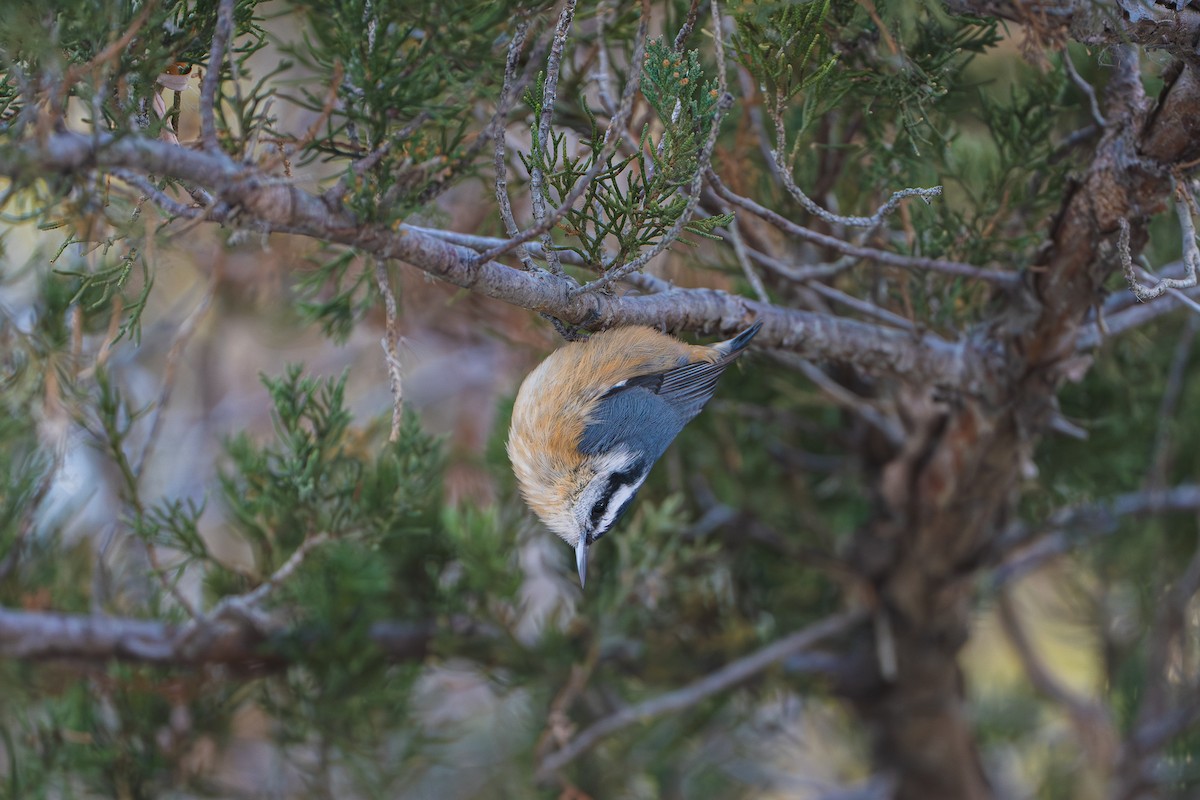 Garrapo kanadarra - ML646093113