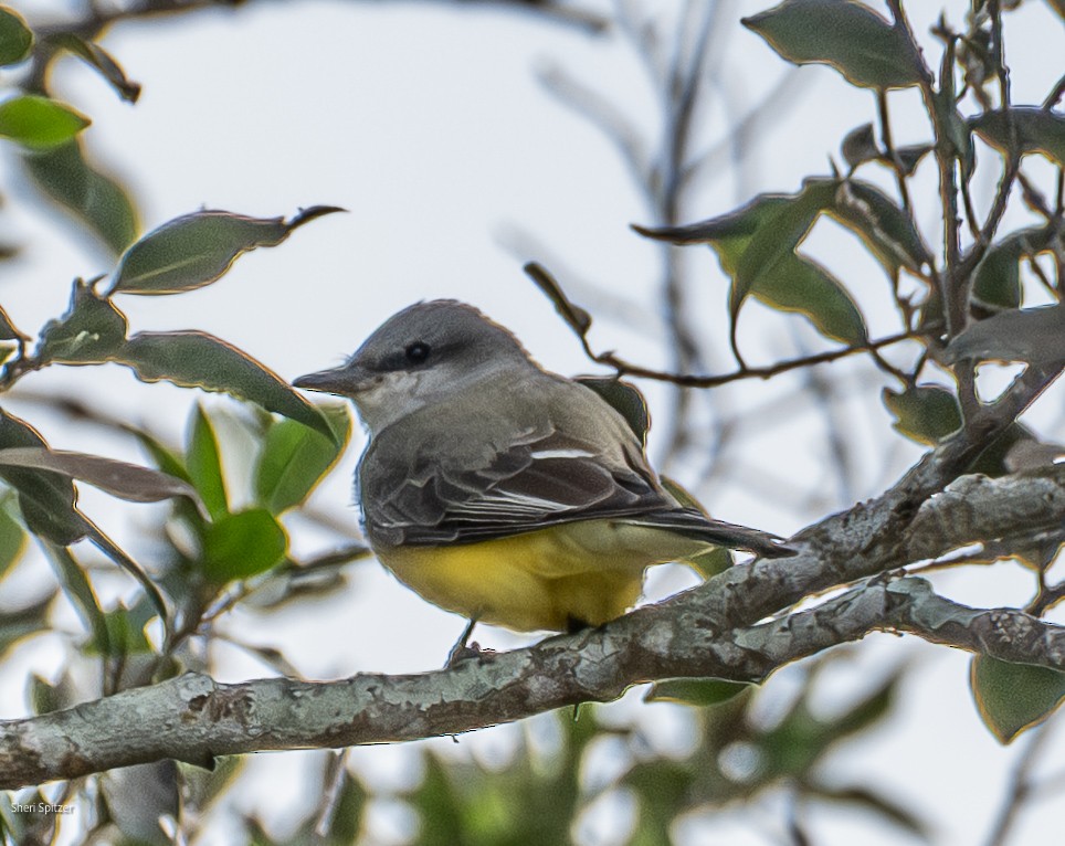 Western Kingbird - ML646093114