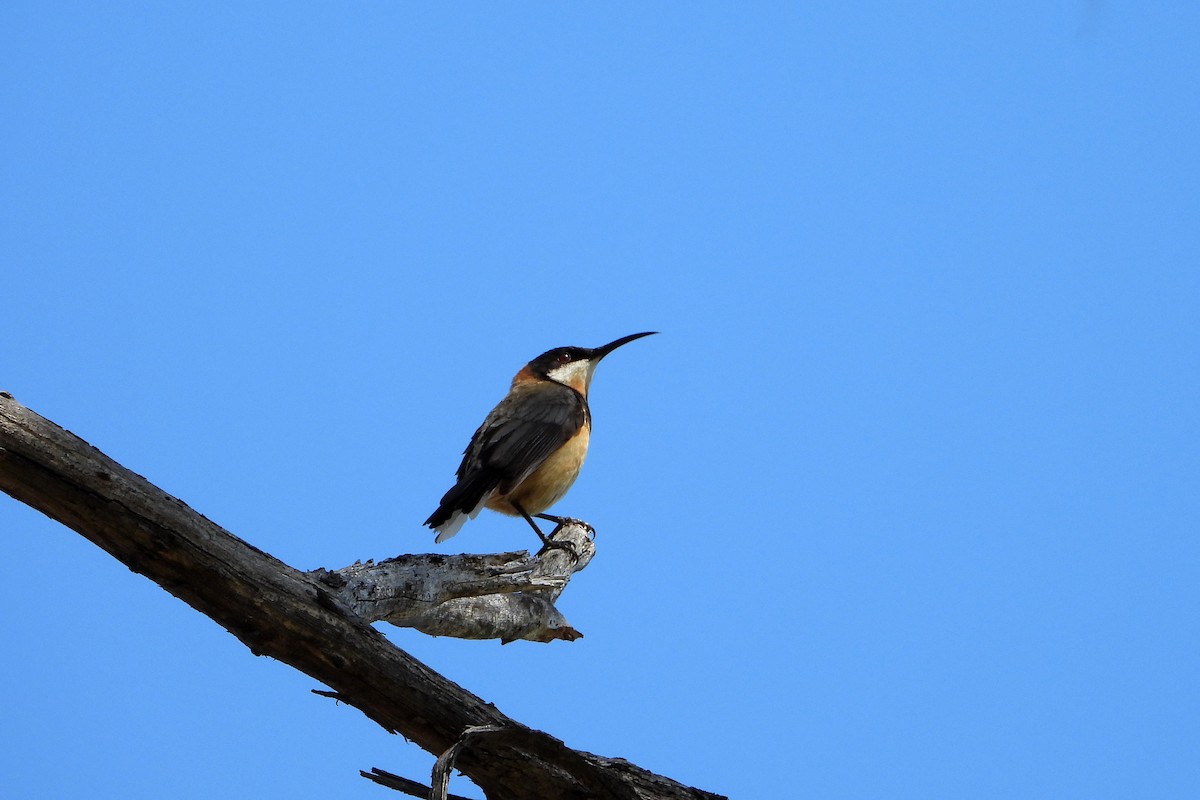 Eastern Spinebill - ML646093115