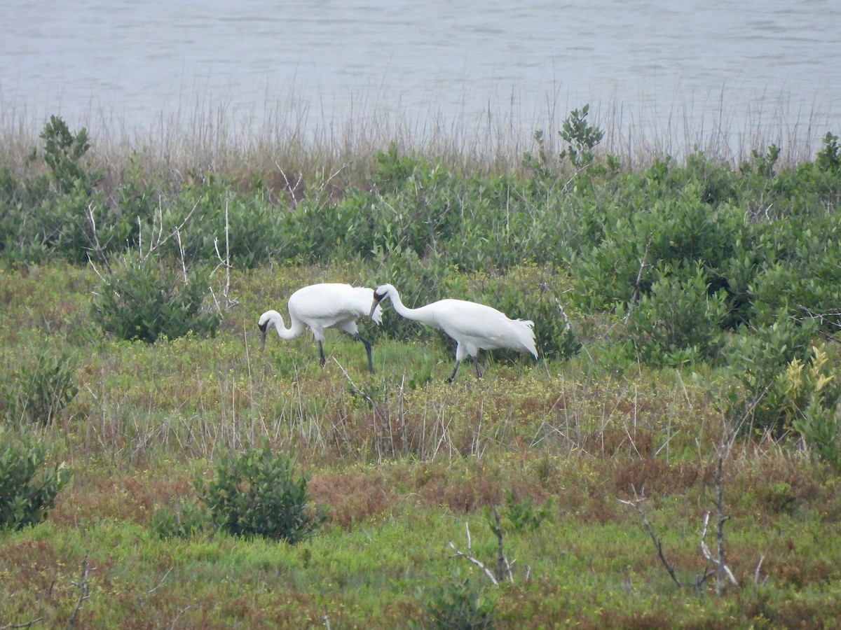 Kurrilo zuria - ML646093116