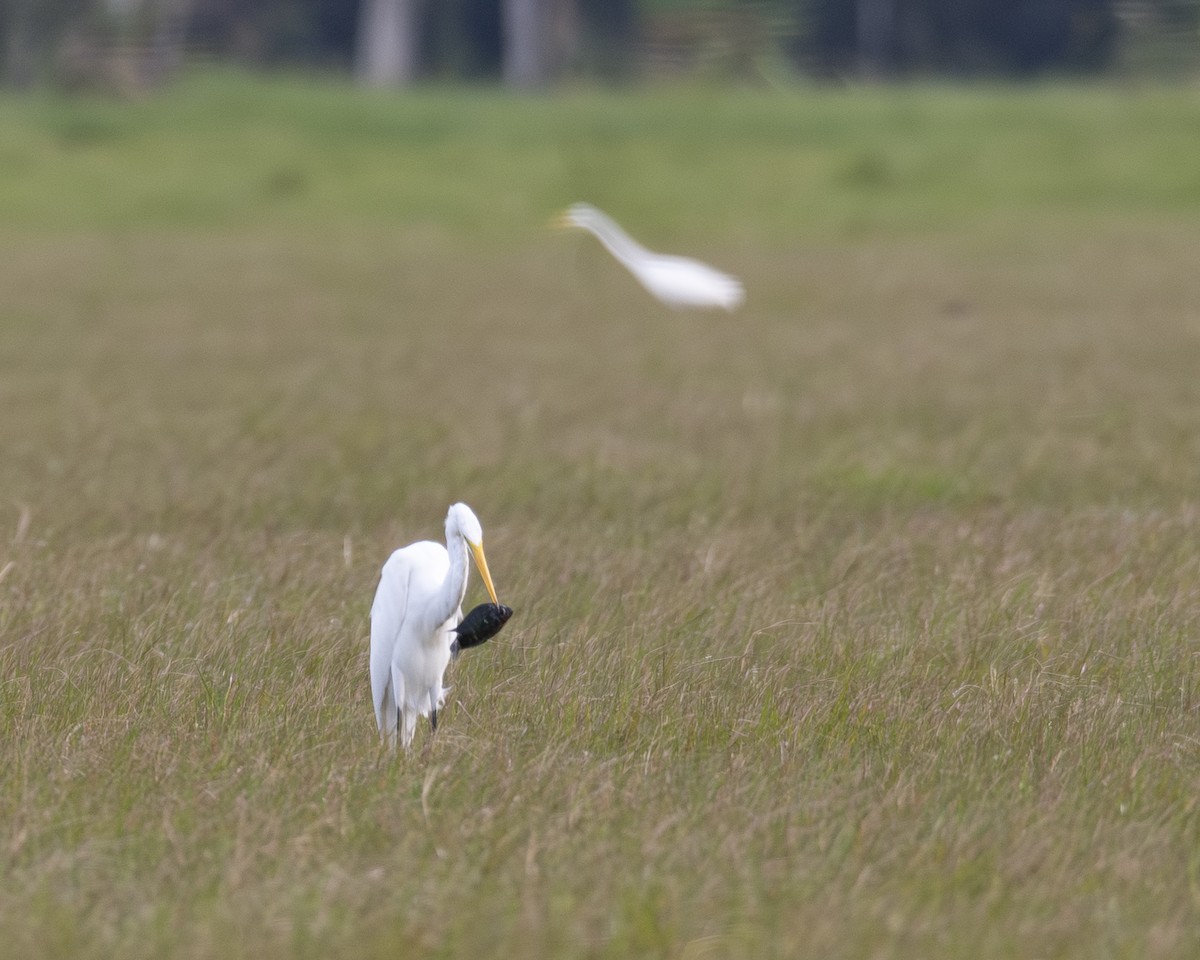 Great Egret - ML646093121