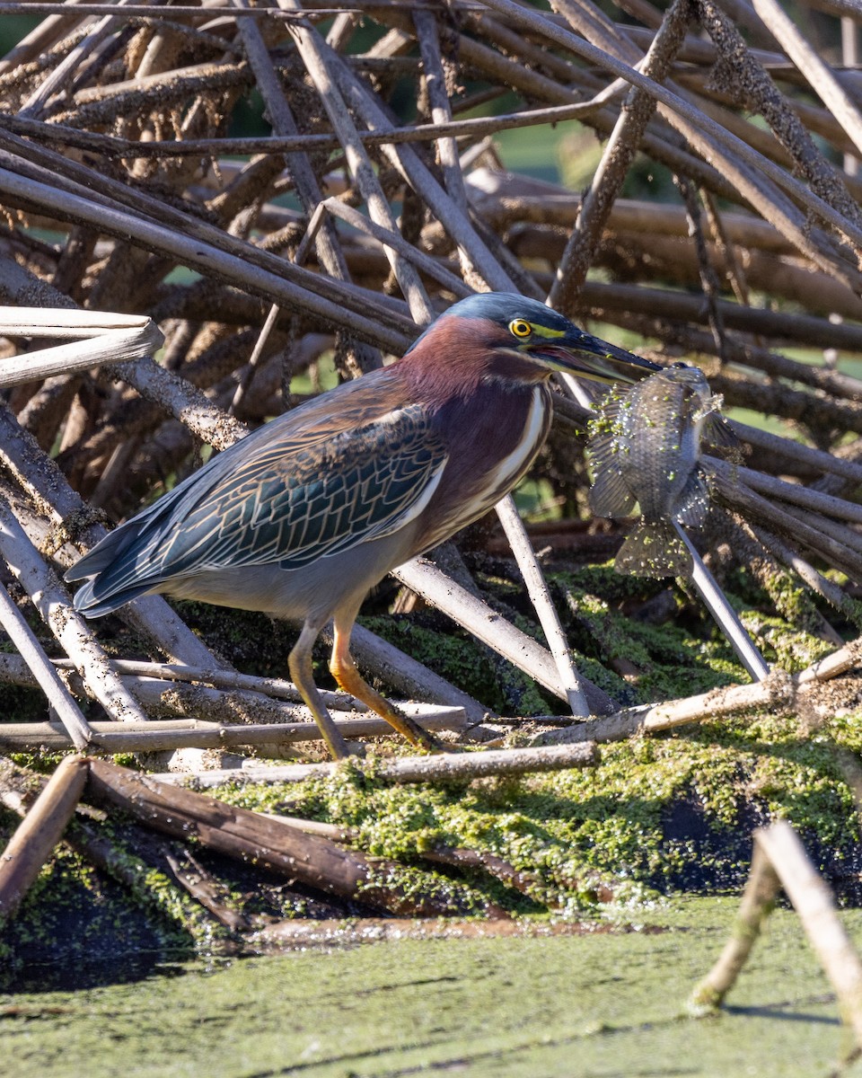 Green Heron - ML646093122