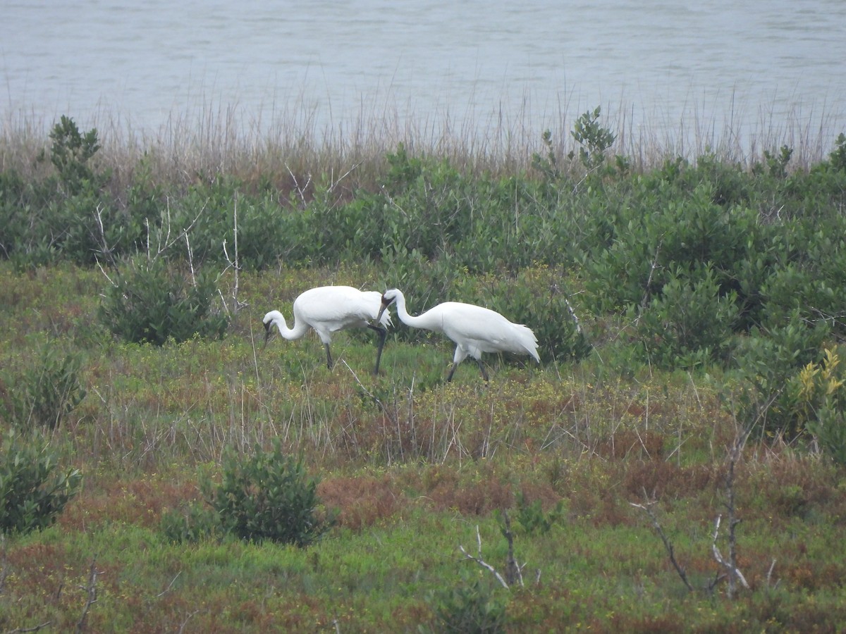 Whooping Crane - ML646093125