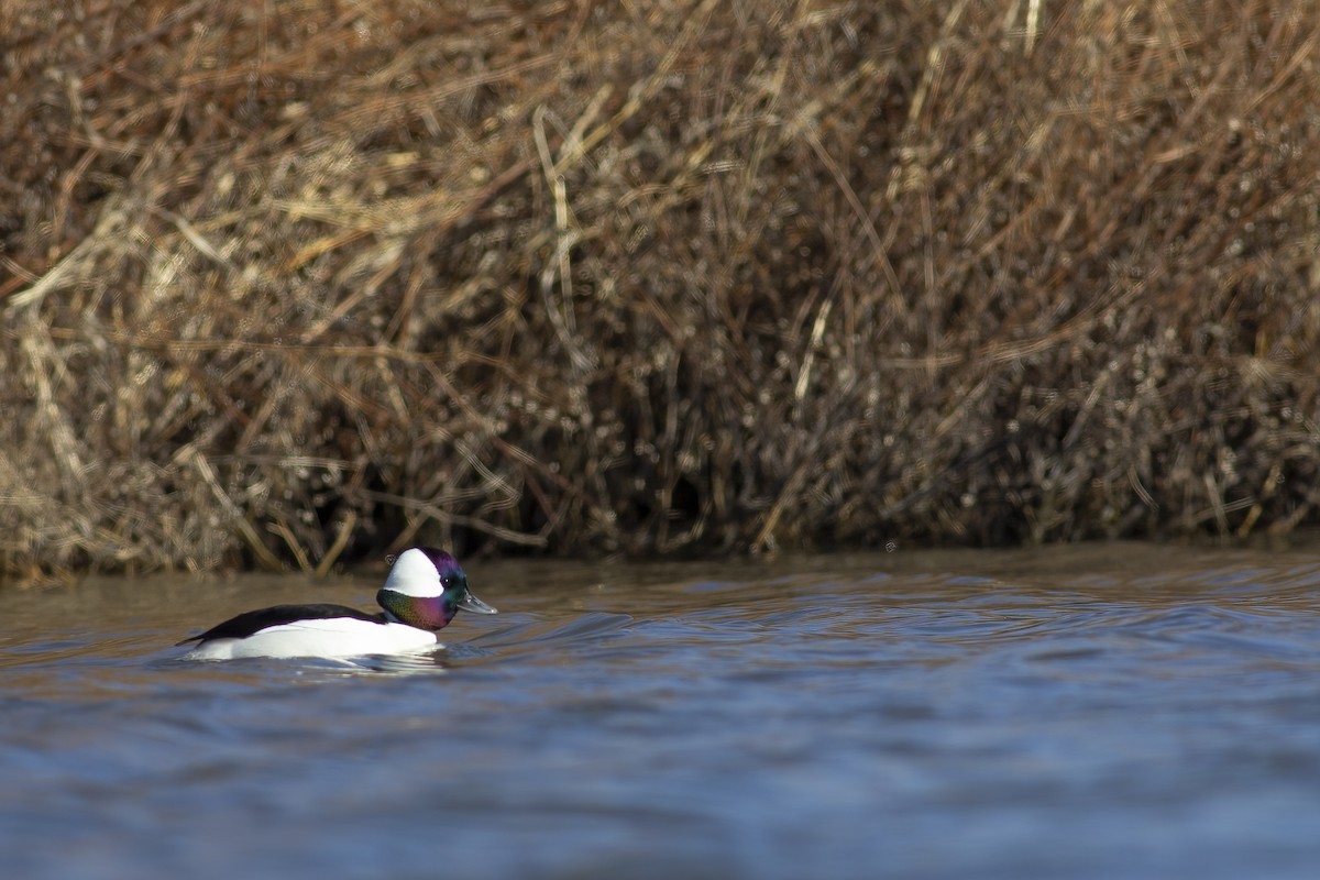Bufflehead - ML646093127