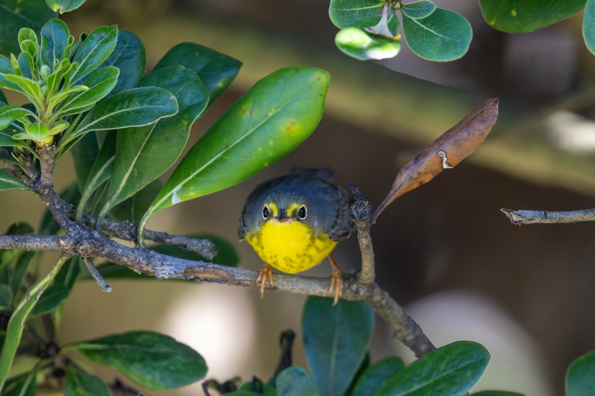 Канадская вильсония - ML646093138