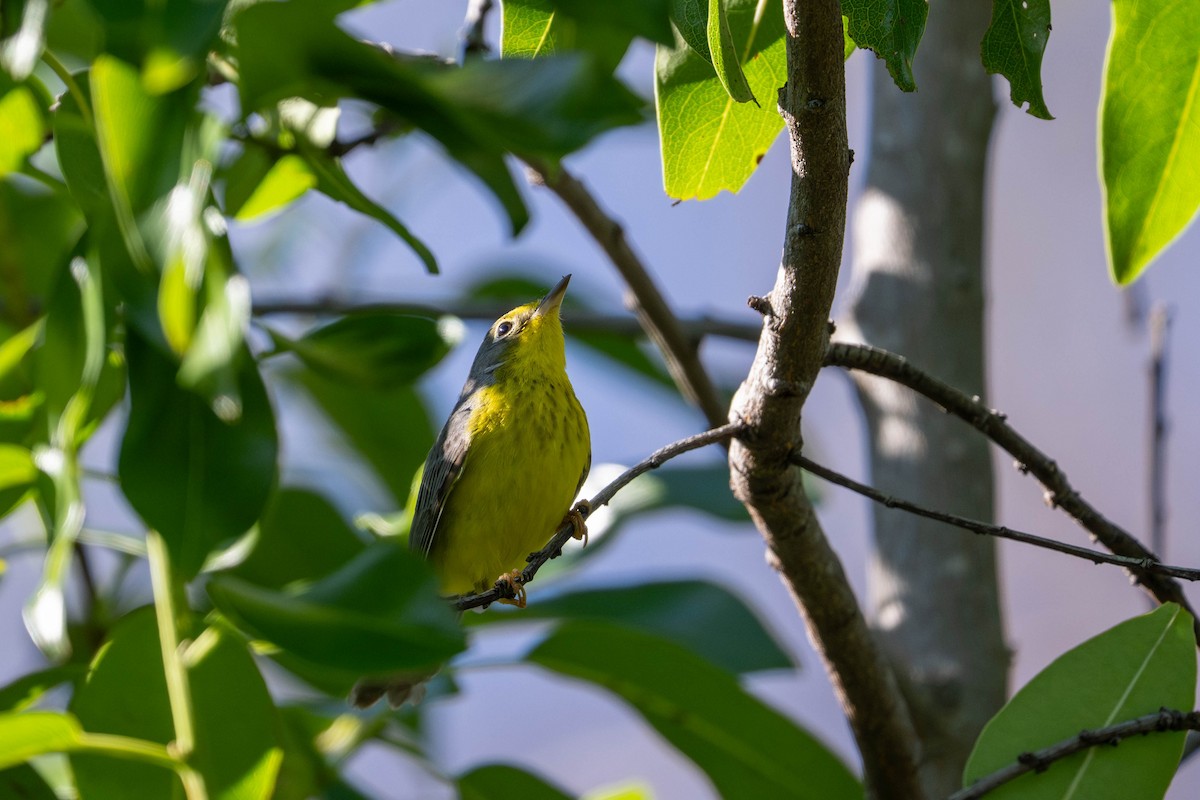 Канадская вильсония - ML646093140