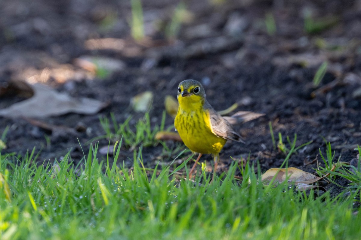 Канадская вильсония - ML646093145