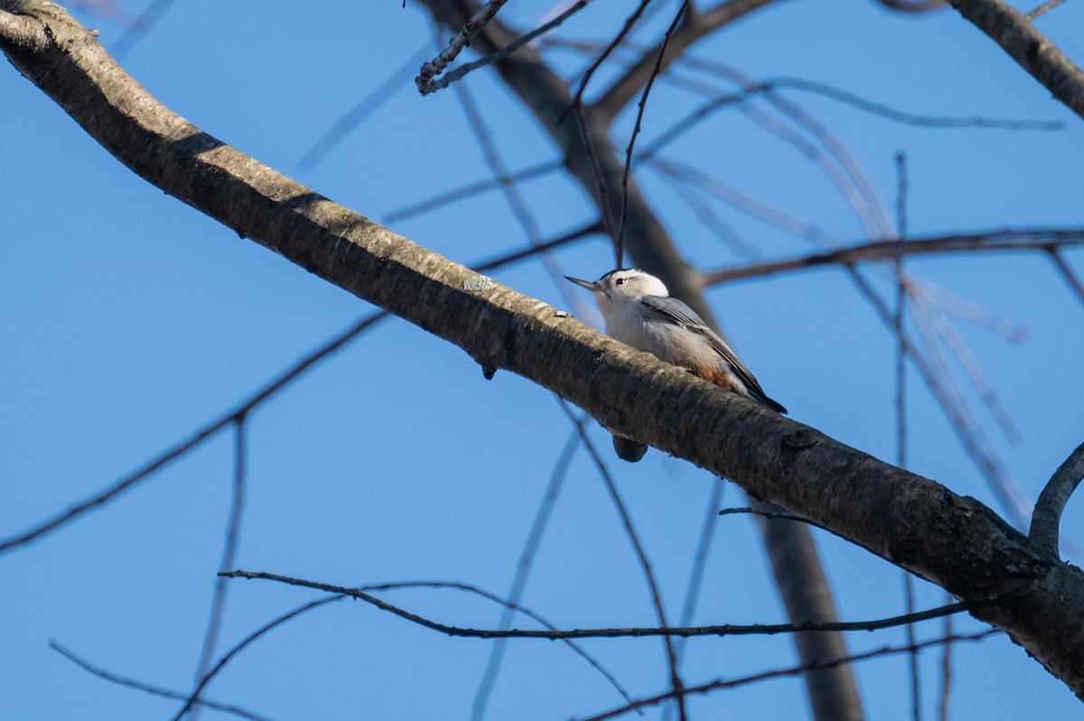 Sittelle à poitrine blanche - ML646093148