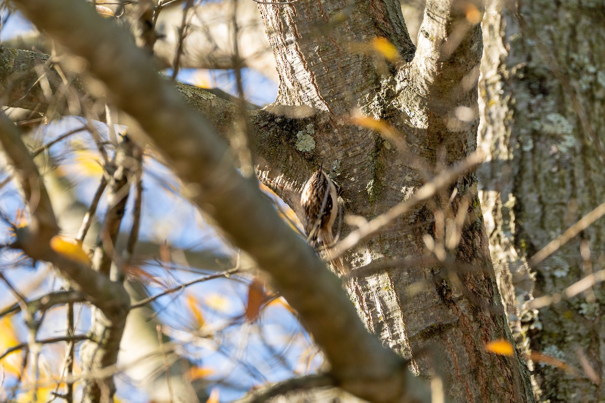 Brown Creeper - ML646093149