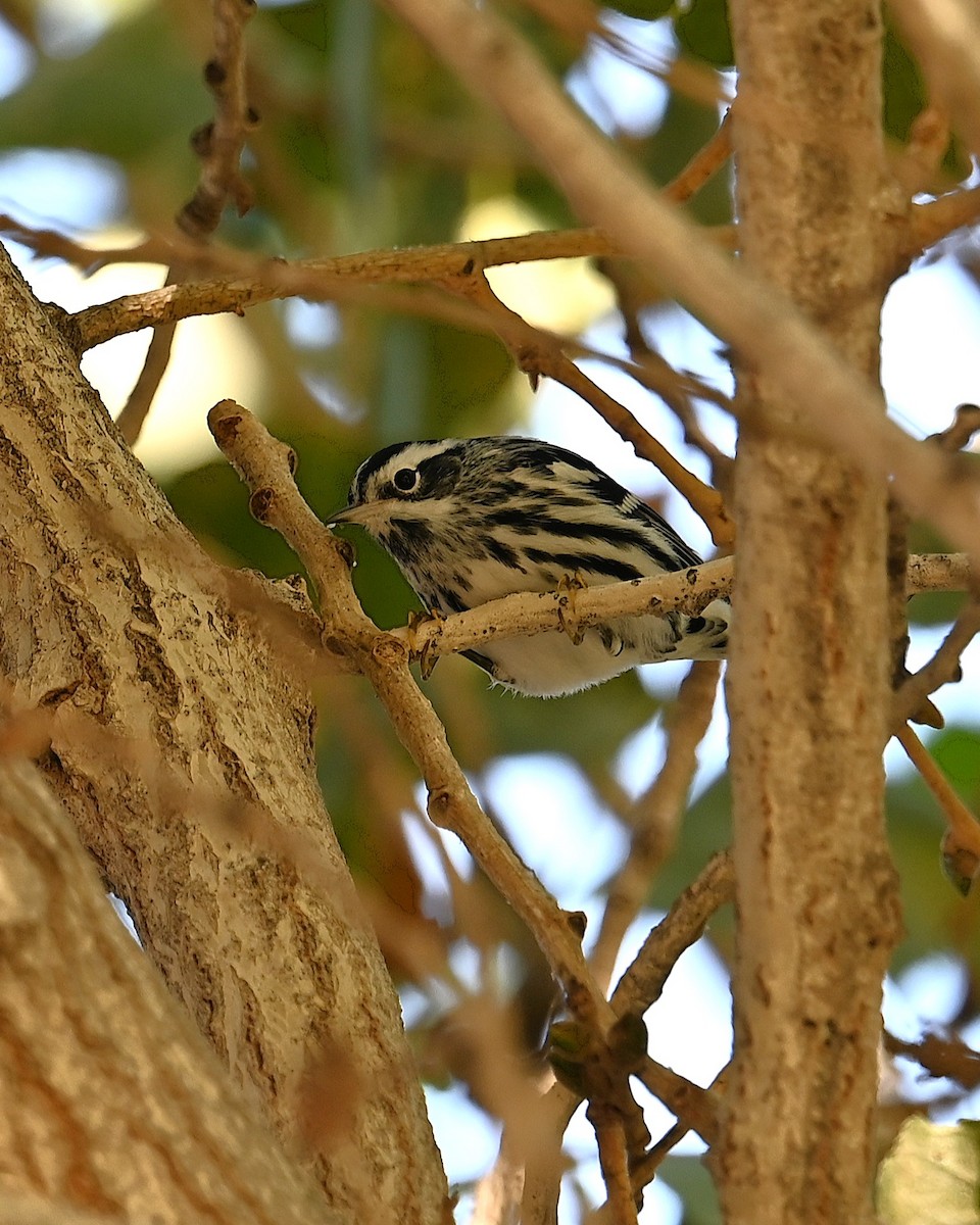 Black-and-white Warbler - ML646093151