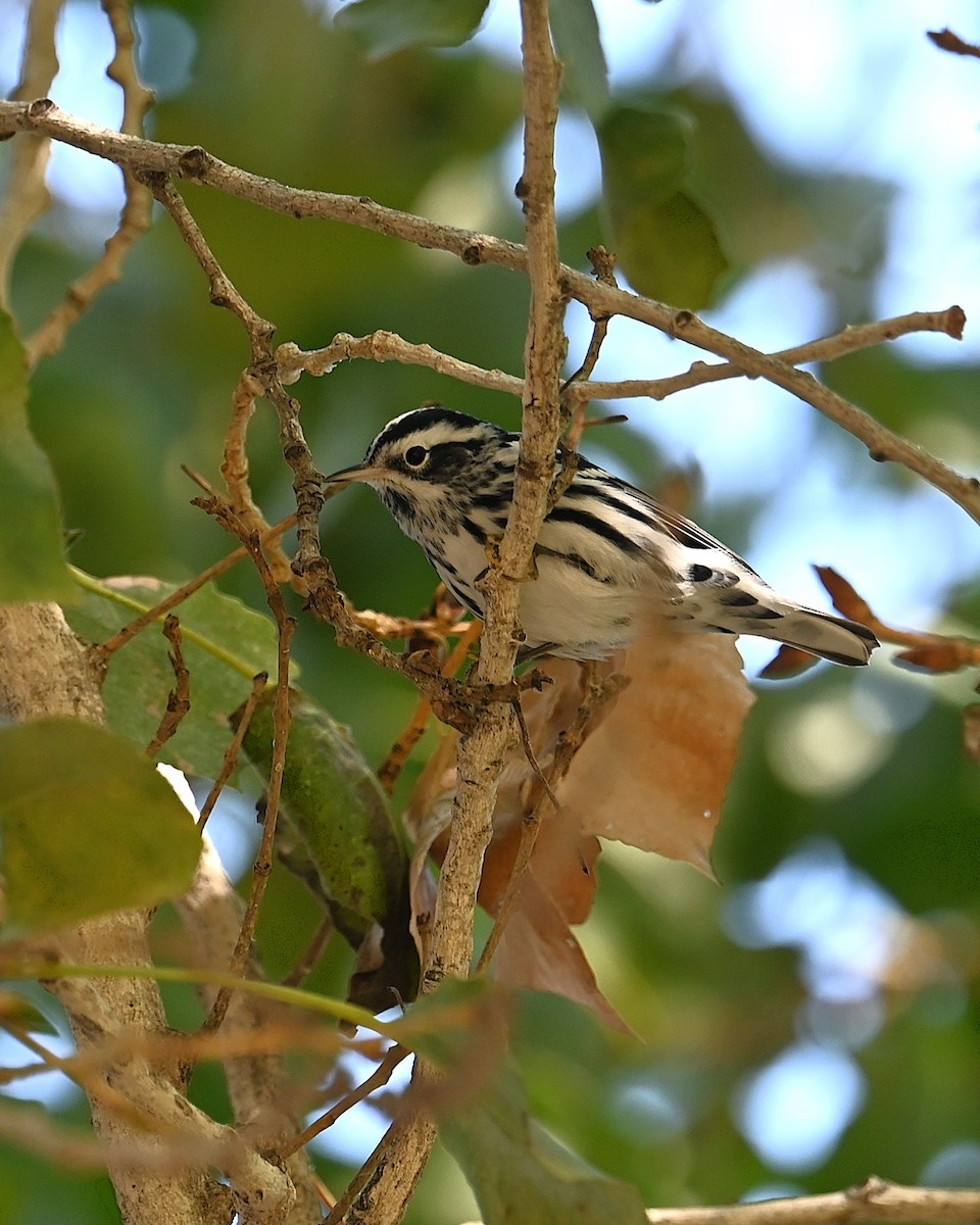 Black-and-white Warbler - ML646093152