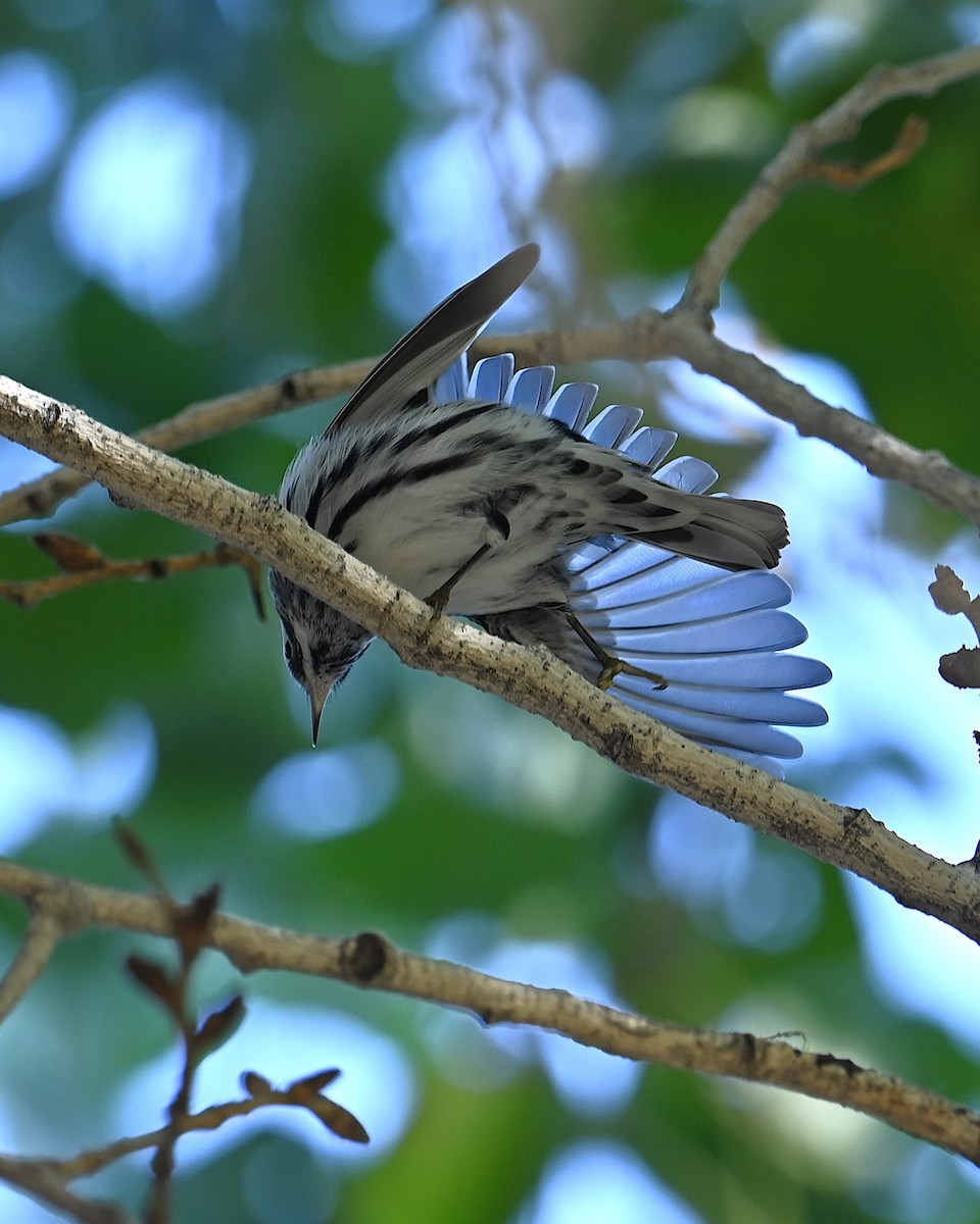 Black-and-white Warbler - ML646093153