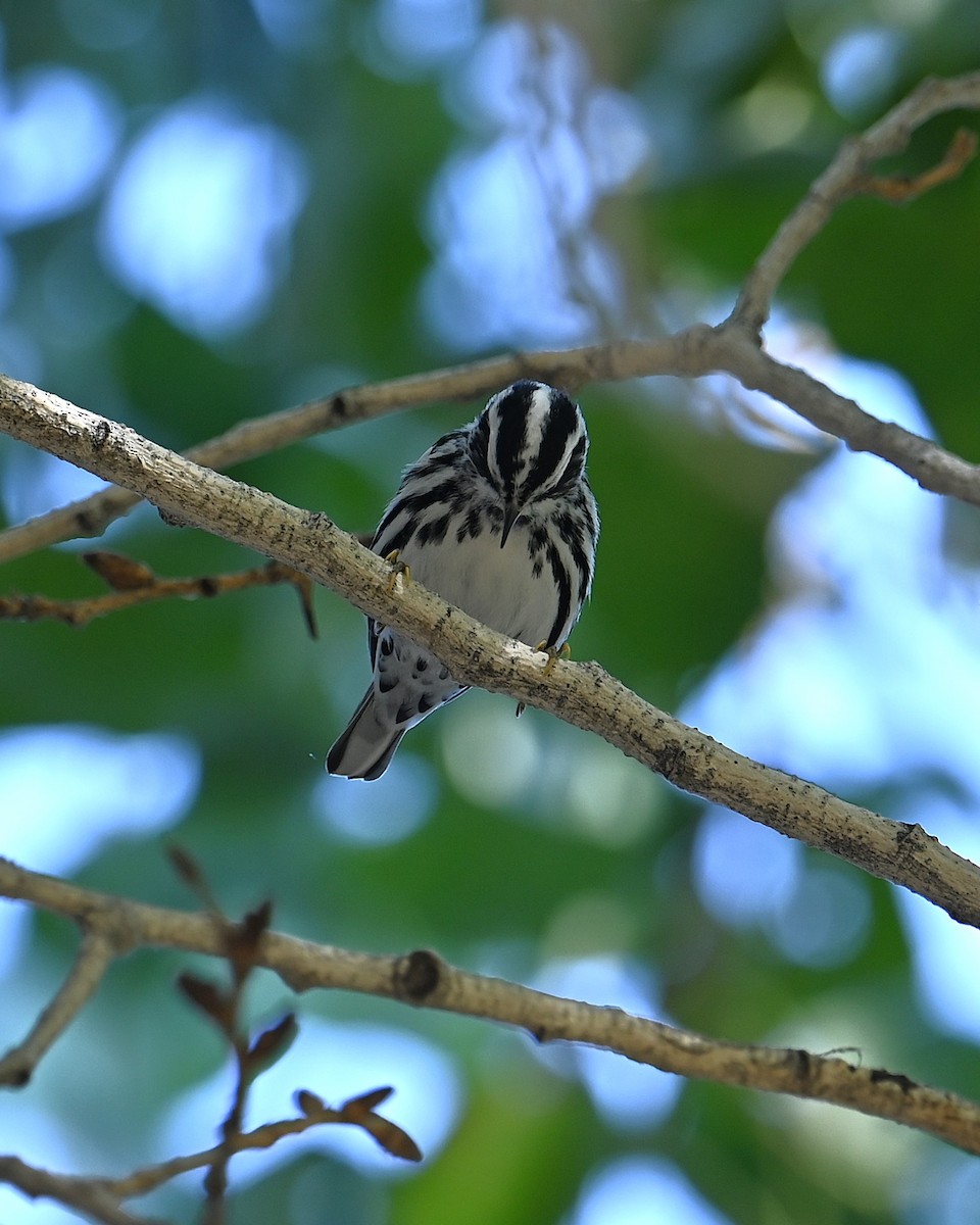 Black-and-white Warbler - ML646093154