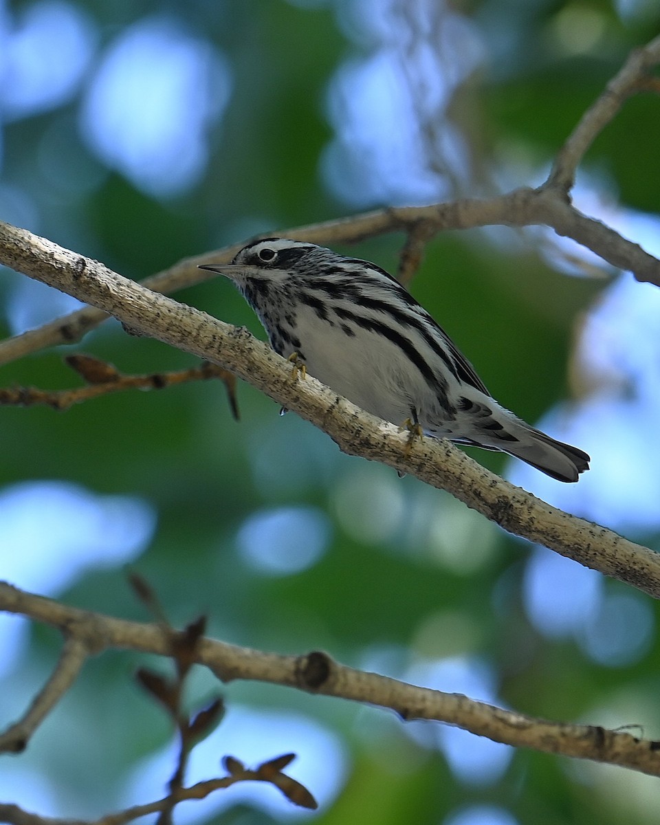 Black-and-white Warbler - ML646093155