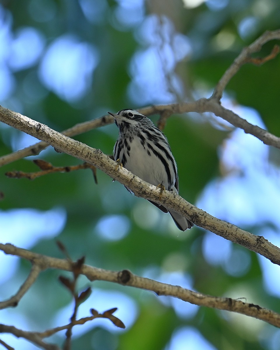 Black-and-white Warbler - ML646093156