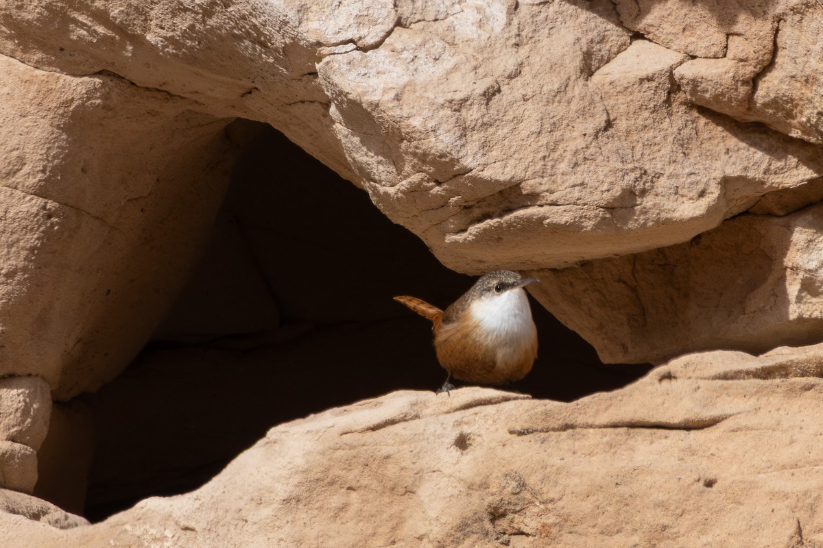 Canyon Wren - ML646093158