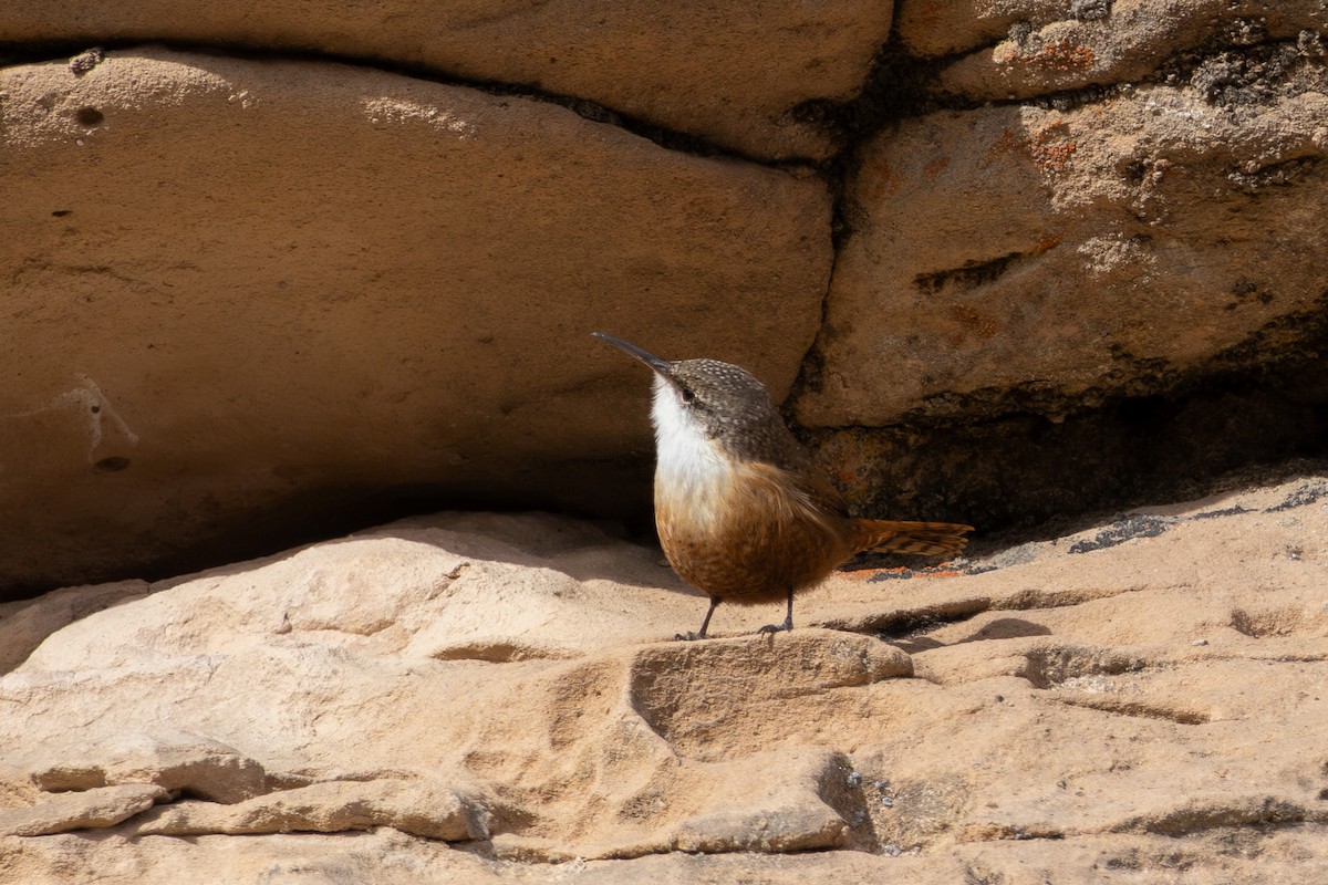 Canyon Wren - ML646093159