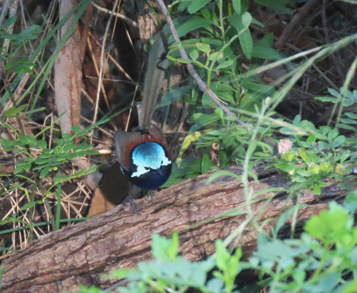 Red-winged Fairywren - ML646093163