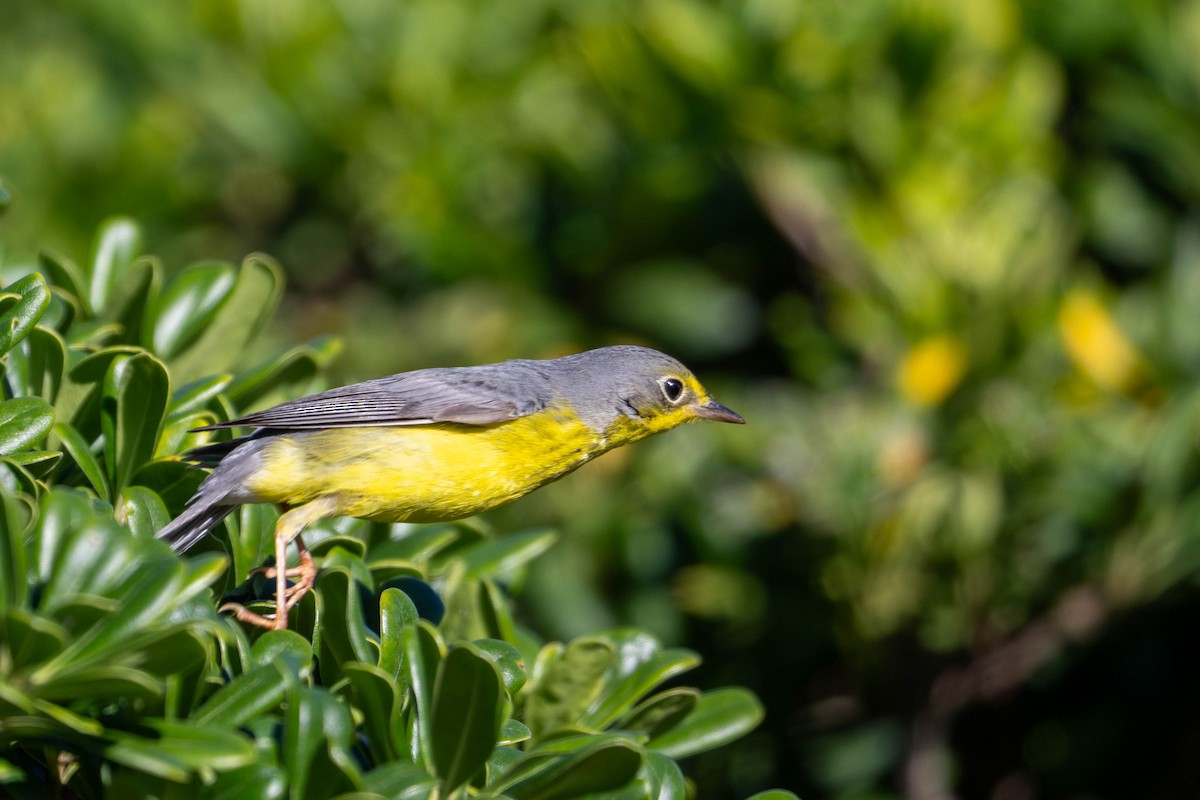 Канадская вильсония - ML646093165