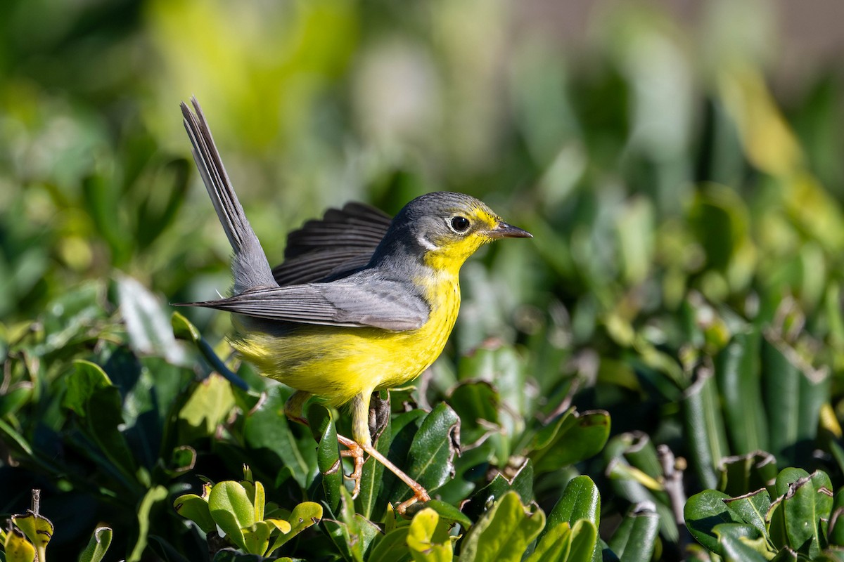 Канадская вильсония - ML646093166