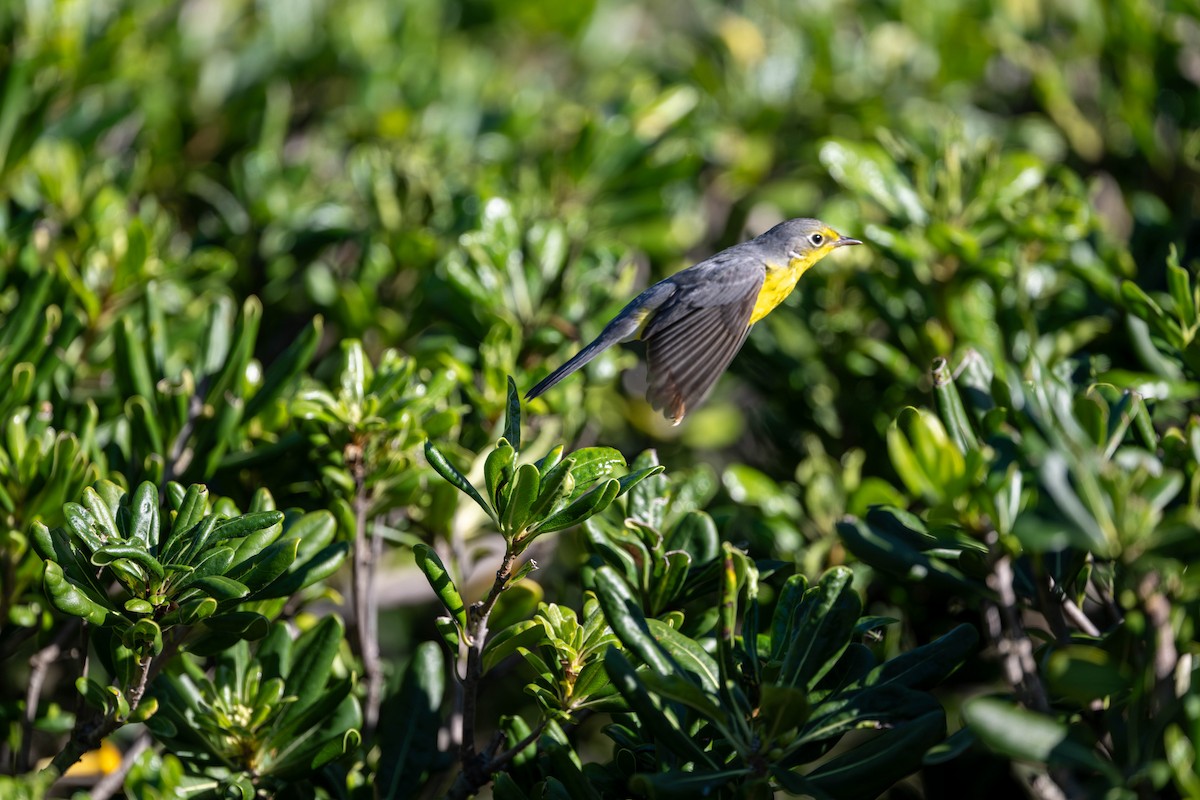 Канадская вильсония - ML646093167