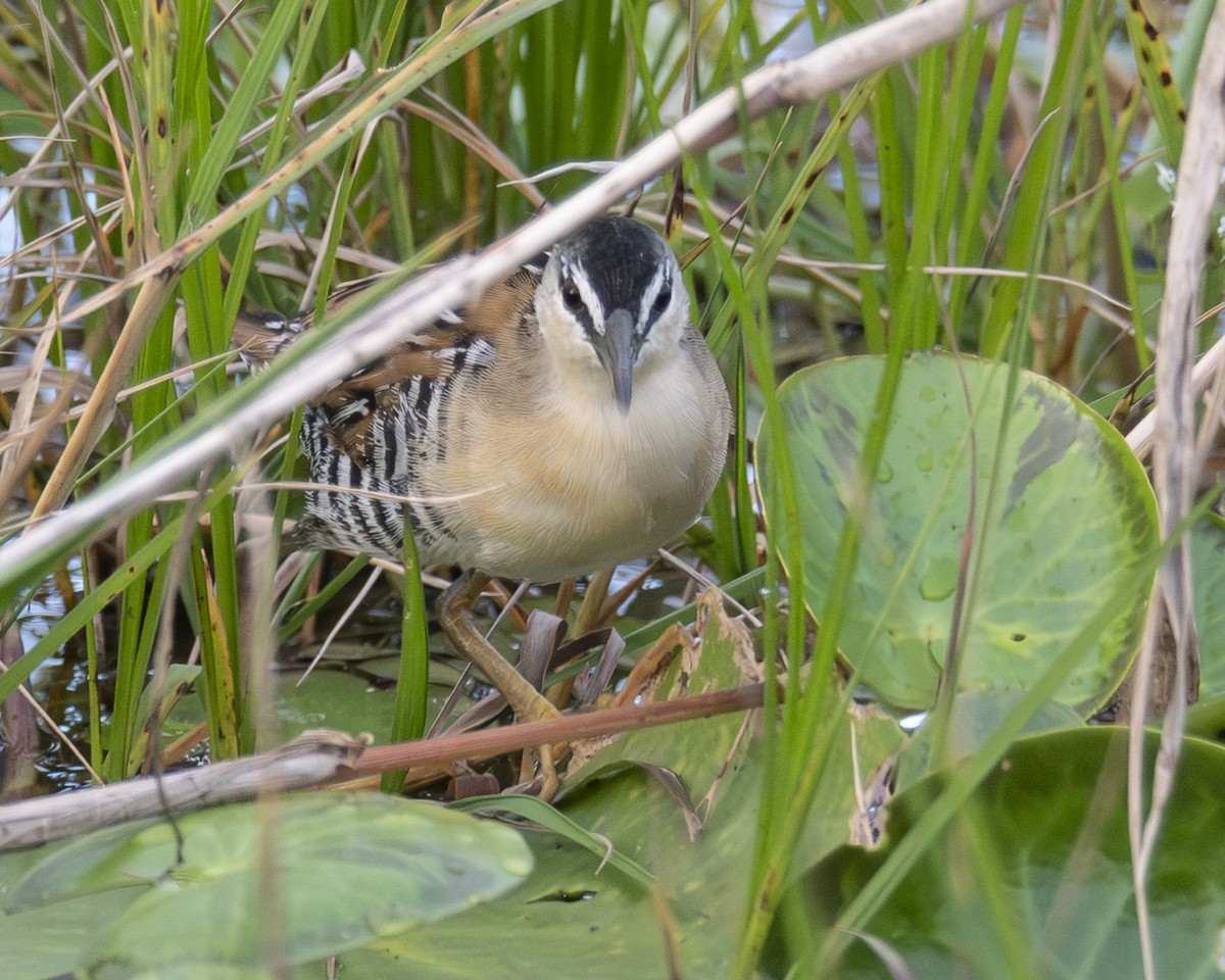 Yellow-breasted Crake - ML646093168