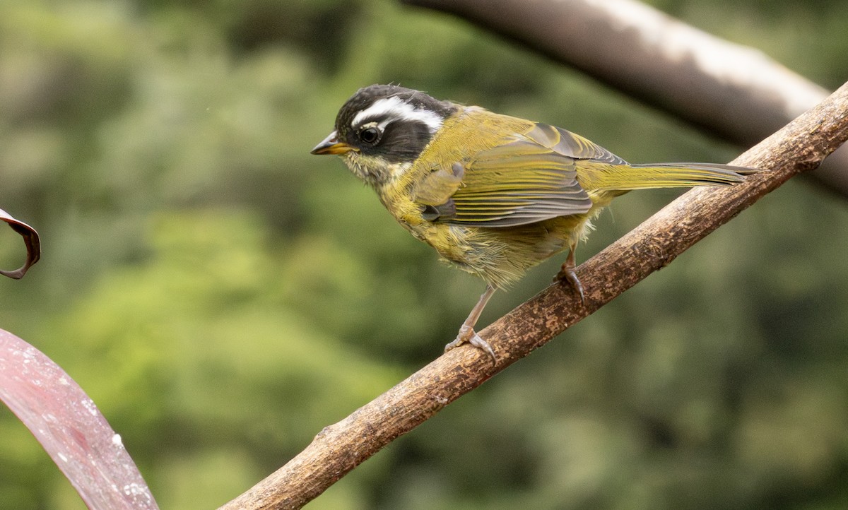 Sooty-capped Chlorospingus - ML646093169