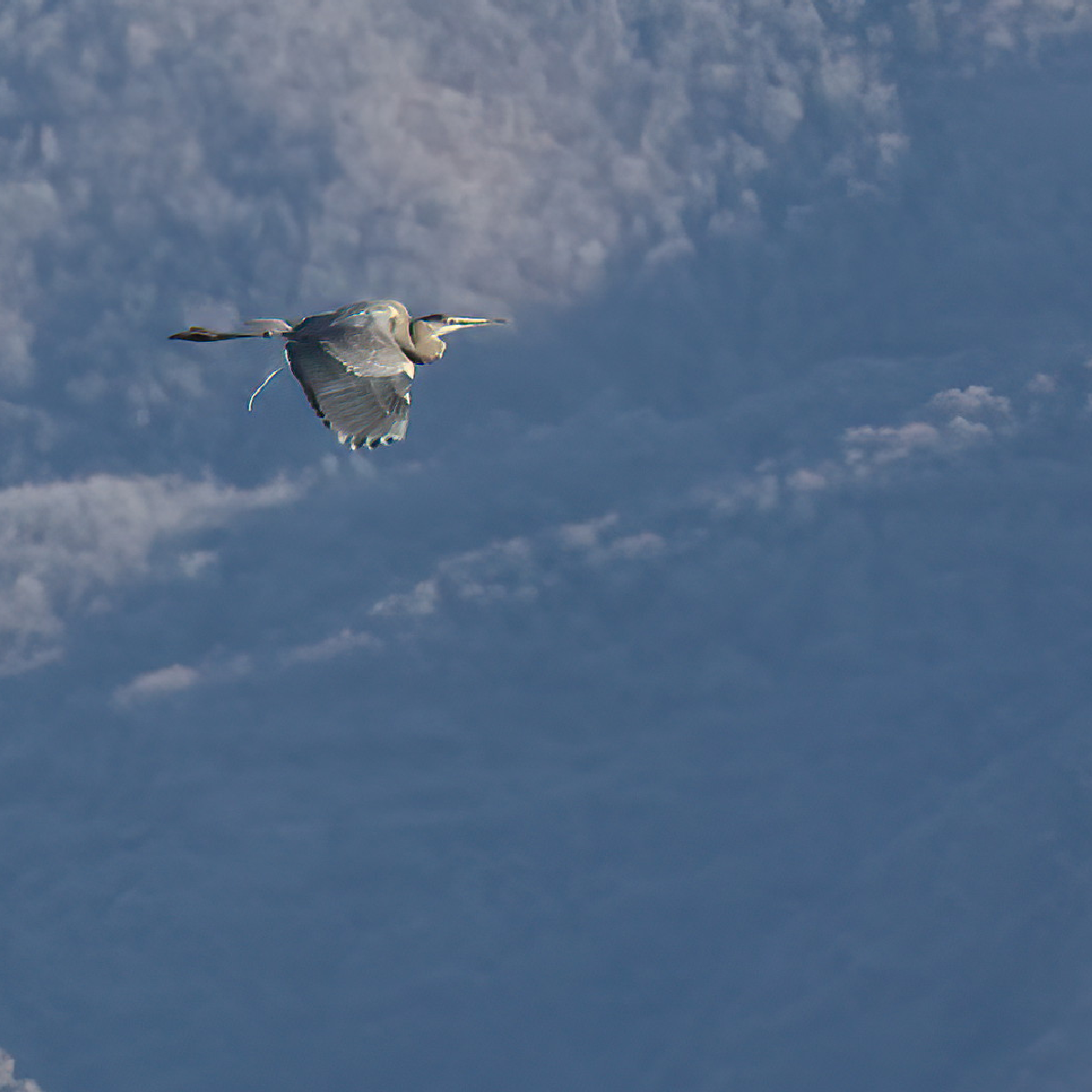 Great Blue Heron - ML646093170