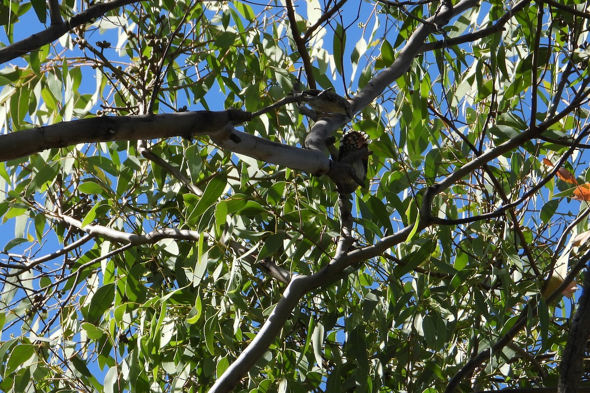 Varied Sittella - ML646093171