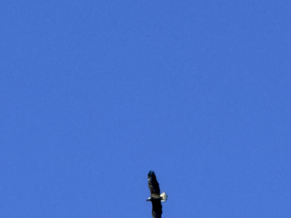 Bald Eagle - ML646093172