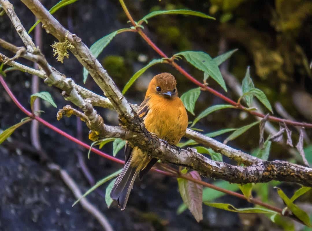 Cinnamon Flycatcher - ML646093173