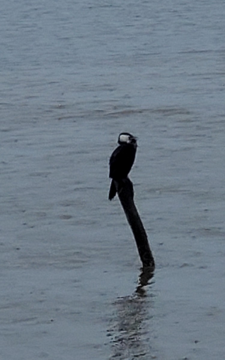 Little Pied Cormorant - ML646093176